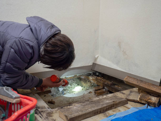 Best Mold Damage Restoration  in Chickasha, OK