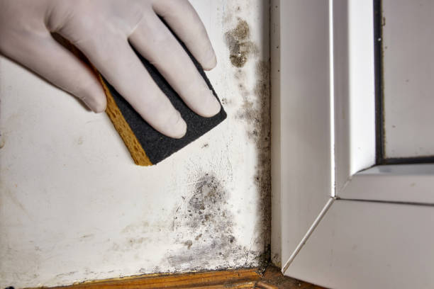 Best Forensic Mold Investigation  in Chickasha, OK